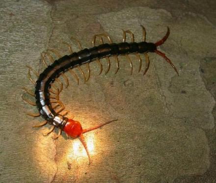 蜈蚣 蜈蚣