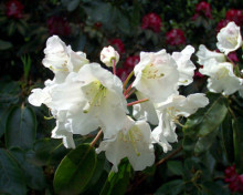 纯白杜鹃（变种）