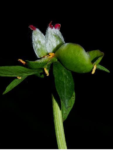 茉莉花萼 茉莉花萼