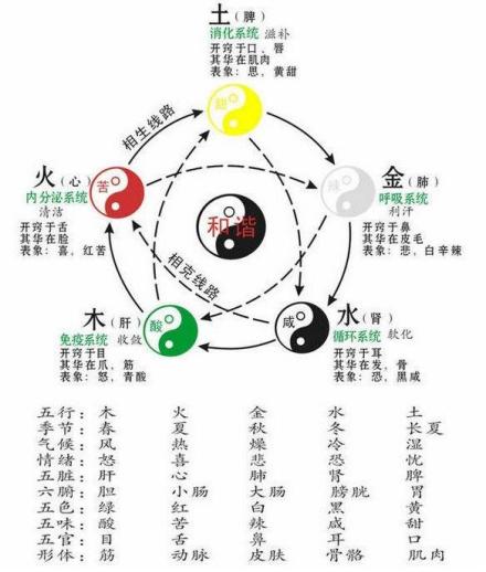 脏腑理论 脏腑理论