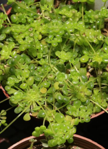 魔南景天 魔南景天