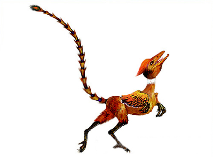 鸟的起源 鸟的起源