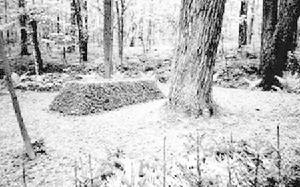 林中不显眼的托尔斯泰墓 林中不显眼的托尔斯泰墓