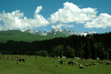 巴里坤草原 巴里坤草原