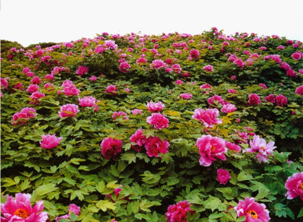 洛阳牡丹 洛阳牡丹