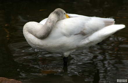 圆通山珍稀动物 圆通山珍稀动物