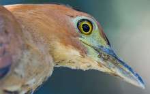 脊椎动物亚门动物举例 脊椎动物亚门动物举例