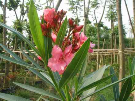 代表植物:夹竹桃 代表植物:夹竹桃