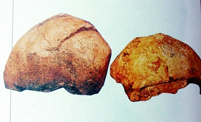 2号头骨的侧视 2号头骨的侧视