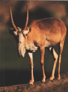 赛加羚羊 赛加羚羊