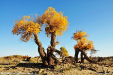 胡杨——生命力的写真 胡杨——生命力的写真