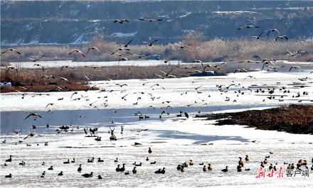 庆阳生态环境愈来愈好 庆阳生态环境愈来愈好