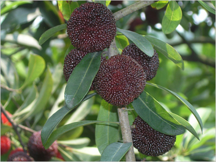 余姚杨梅 余姚杨梅