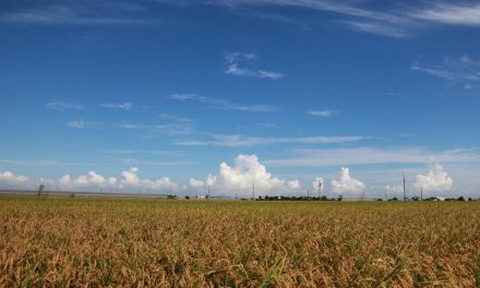 台湾南部的嘉南平原是最主要的农业产区,誉有“谷仓”之称 台湾南部的嘉南平原是最主要的农业产区,誉有“谷仓”之称