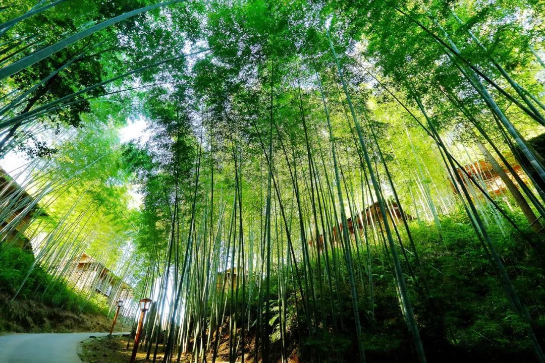 九曲度假村 九曲度假村