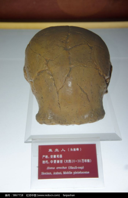 和县猿人 和县猿人