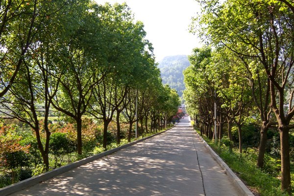 安康市市树香樟