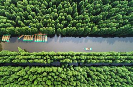 金湖水上森林公园