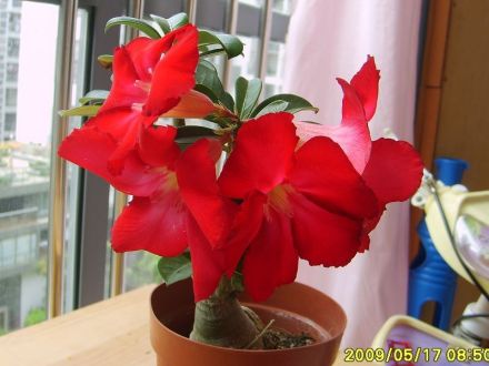 沙漠玫瑰 沙漠玫瑰