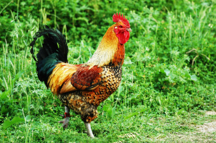 “固始土鸡” “固始土鸡”