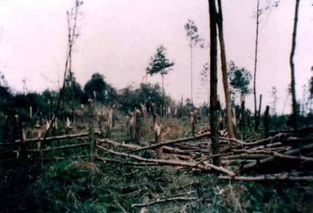 贵阳都溪林场被拦腰截断的树木 贵阳都溪林场被拦腰截断的树木