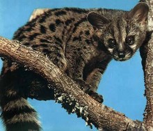 灵猫科动物图片 灵猫科动物图片