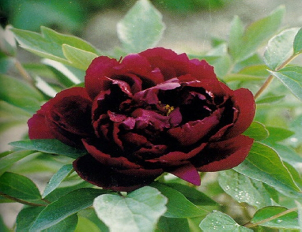 洛阳牡丹 洛阳牡丹