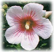 韩国国花——木槿花 韩国国花——木槿花