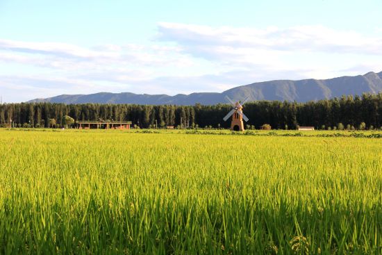 稻香小镇稻田