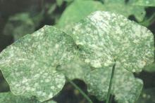 得白粉病的瓜叶 得白粉病的瓜叶