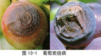 霜霉病 霜霉病
