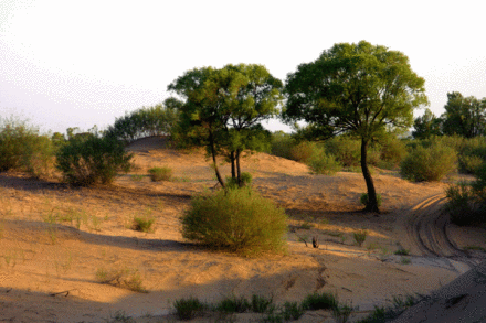 盐池县哈巴湖旅游区 盐池县哈巴湖旅游区