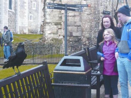 伦敦塔的黑乌鸦
伦敦塔的黑乌鸦