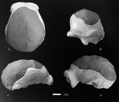 南京智人头骨复原图(深色为化石部分) 南京智人头骨复原图(深色为化石部分)