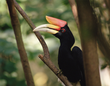 马来西亚国鸟马来犀鸟