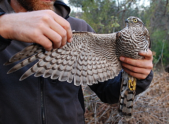 鹰HAWK-雀鹰 鹰HAWK-雀鹰