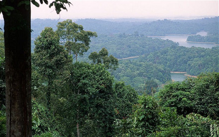 中央集水区自然保护区承担起“绿肺”功能 中央集水区自然保护区承担起“绿肺”功能