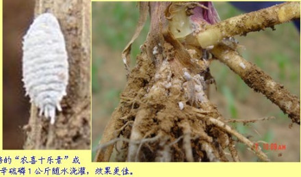 玉米耕葵粉蚧 玉米耕葵粉蚧