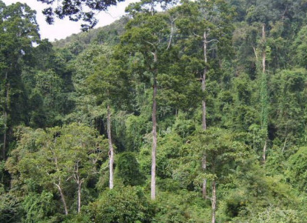 热带雨林 热带雨林