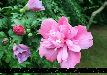 粉紫重瓣木槿 粉紫重瓣木槿