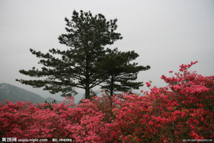 杜鹃花属 杜鹃花属