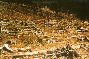 古尔班通古特沙漠 古尔班通古特沙漠