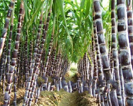 联竹果蔗