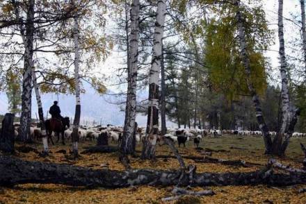 阿尔泰山中的森林
阿尔泰山中的森林