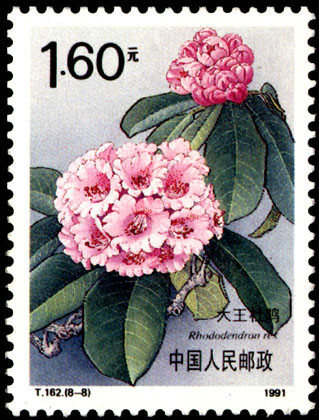 大王杜鹃(邮票) 大王杜鹃(邮票)