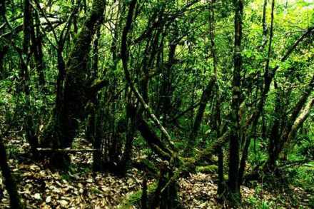 热带雨林 热带雨林