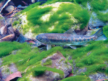 台湾特有的樱鲑亚种樱花钩吻鲑相当稀有且濒临绝种
台湾特有的樱鲑亚种樱花钩吻鲑相当稀有且濒临绝种