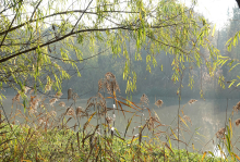 东台西溪植物园-1 东台西溪植物园-1