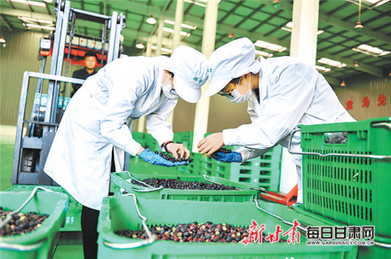 陇南市武都区油橄榄加工车间加工产品 陇南市武都区油橄榄加工车间加工产品