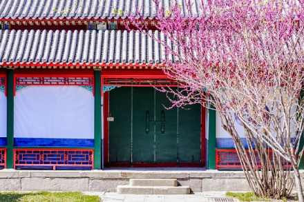 燕园春景 燕园春景